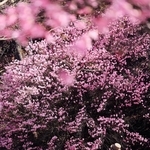 ピンク色の鮮やかな花を咲かせるツツジの一種「アカヤシオ」＝神戸市灘区六甲山町、六甲高山植物園