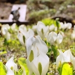 高地に春を告げるミズバショウ＝神戸市灘区六甲山町、六甲高山植物園