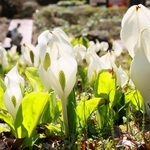 高地に春を告げるミズバショウ＝神戸市灘区六甲山町、六甲高山植物園