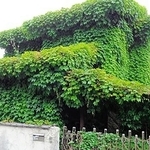 全体がツタに覆われた空き家。所有者不明建物管理制度を使って売却され、解体された＝２０２４年、神戸市西区（同市提供）