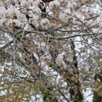 樹勢が弱り、花が付かなくなった枝も見られる＝神戸市西区王塚台４