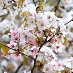 花びらは徐々に薄ピンクから濃いピンク色へと変化する＝神戸市西区王塚台４