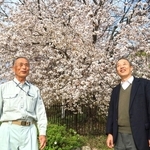 見頃を迎えた「王塚姫桜」の前で語る樹木医の志方清広さん（左）と藤原隆之さん＝神戸市西区王塚台４、幣塚古墳