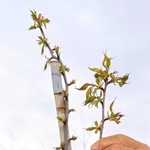 樹木医・志方清広さんの手で育てられている後継樹＝加西市国正町