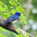 新緑に瑠璃色が映えるオオルリ＝神戸市中央区の再度山
