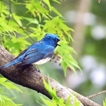 新緑に瑠璃色が映えるオオルリ＝神戸市中央区の再度山