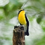 六甲山系に飛来した夏鳥のキビタキ＝神戸市中央区の再度山