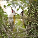 ペアで木につかまるアオゲラ。夏鳥以外にも多彩な鳥を観察できる＝神戸市中央区の再度山