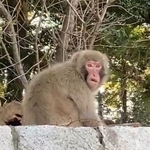 神戸市兵庫区の会下山公園に出没したサル＝２０２６年３月５日（神戸市提供）