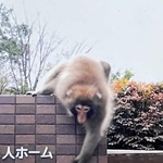 神戸市内で目撃情報が相次ぐサル＝２０２５年１１月５日（神戸市提供）