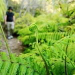 くるくると渦巻き状の新芽を伸ばすウラジロ＝神戸市北区山田町衝原