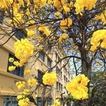 鮮やかな黄色い花を咲かせるイペ＝２１日午後、神戸市中央区山本通３