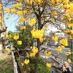 鮮やかな黄色い花を咲かせるイペ＝２１日午後、神戸市中央区山本通３