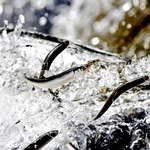 川をさかのぼる稚アユ＝姫路市余部区