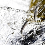 川をさかのぼる稚アユ＝姫路市余部区