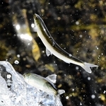 川をさかのぼる稚アユ＝姫路市余部区