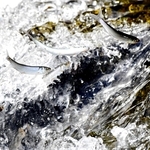 川をさかのぼる稚アユ＝姫路市余部区