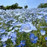 丘を空色に染めるネモフィラ＝神戸市西区押部谷町高和