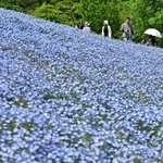 丘を空色に染めるネモフィラ＝神戸市西区押部谷町高和
