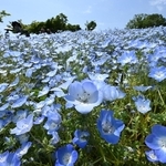 丘を空色に染めるネモフィラ＝２８日午前、神戸市西区押部谷町高和