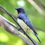 尼崎の臨海部で羽を休めるオオルリ＝２６日、尼崎市扇町、尼崎の森中央緑地