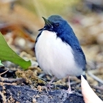 芦屋に飛来したコルリ。木陰で羽を休め、大きく口をあけてあくびをするような仕草がみられた＝２６日、芦屋市陽光町、ミラタップパーク芦屋（芦屋市総合公園）