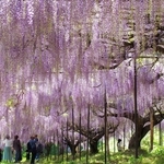 頭上を淡い紫色に染め上げるフジ棚＝丹波市市島町・白毫寺