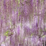 頭上を淡い紫色に染め上げるフジ棚＝28日午後、丹波市市島町・白毫寺