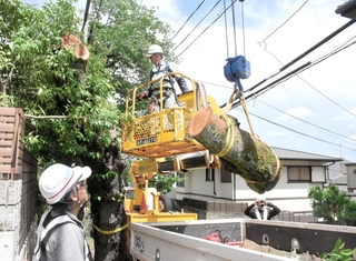 倒木の危険性があり、重機を使って伐採される桜＝１日午後、神戸市灘区箕岡通４