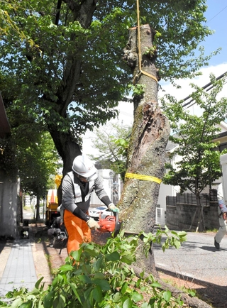 倒木の危険性が高いことから伐採される桜＝１日午後、神戸市灘区箕岡通４