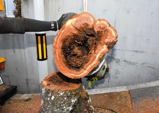 伐採した桜の幹の断面。直径約３０センチの空洞が見つかった＝神戸市灘区高尾通４