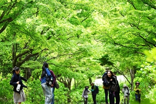 モミジなどの新緑の下を歩く人たち＝４日午後、神戸市北区山田町上谷上、市立森林植物園