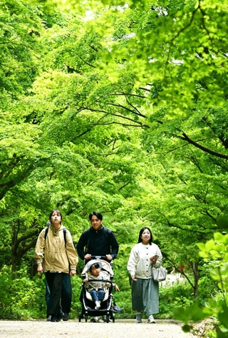 モミジなどの新緑を眺めながら歩く人たち＝４日午後、神戸市北区山田町上谷上、市立森林植物園