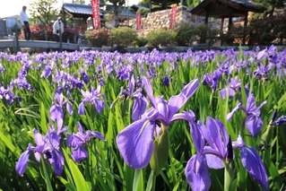 紫色の花を開いたカキツバタ＝７日午後、神戸市垂水区多聞台２、多聞寺（撮影・吉田敦史）