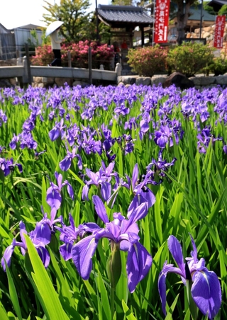 紫色の花を開いたカキツバタ＝７日午後、神戸市垂水区多聞台２、多聞寺（撮影・吉田敦史）
