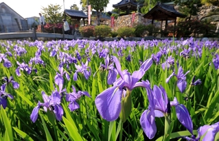 紫色の花を開いたカキツバタ＝７日午後、神戸市垂水区多聞台２、多聞寺（撮影・吉田敦史）