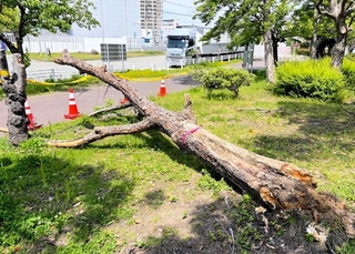 須磨海浜公園で倒れた樹木＝２日午後、神戸市須磨区若宮町１