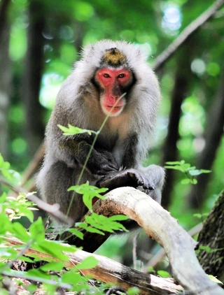 人里近くに現れたニホンザル。近づいても逃げようとしない＝２０２５年６月、兵庫県香美町小代区