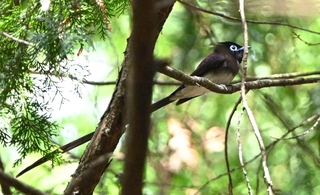 長い尾をピンと伸ばし、針葉樹の枝につかまるサンコウチョウ＝丹波篠山市内