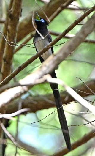 長い尾を垂らし、針葉樹の枝にとまるサンコウチョウ＝丹波篠山市内