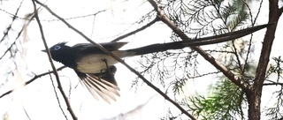 針葉樹の枝から枝へと飛び回るサンコウチョウ＝丹波篠山市内