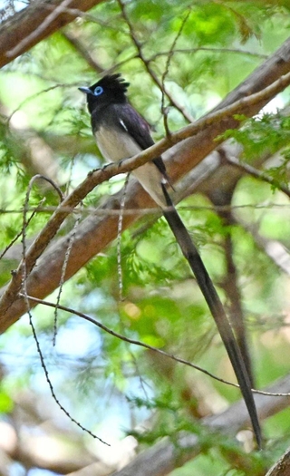 長い尾を垂らし、針葉樹の枝にとまるサンコウチョウ＝丹波篠山市内