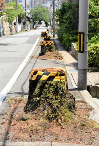 伐採された桜の切り株。頭上を覆っていた枝がなくなり神戸港が見渡せるようになった。今後新しい桜が植えられる予定＝神戸市灘区高尾通４
