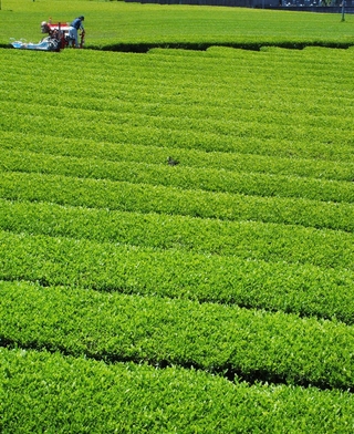 五月晴れの下、みずみずしい黄緑色に輝く丹波茶の茶畑＝丹波篠山市味間奥