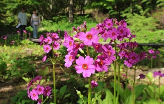 かれんな花を咲かせたクリンソウ＝１９日午後、神戸市灘区六甲山町、六甲高山植物園（撮影・吉田敦史）