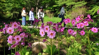かれんな花を咲かせたクリンソウ＝１９日午後、神戸市灘区六甲山町、六甲高山植物園（撮影・吉田敦史）