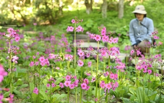 かれんな花を咲かせたクリンソウ＝１９日午後、神戸市灘区六甲山町、六甲高山植物園（撮影・吉田敦史）