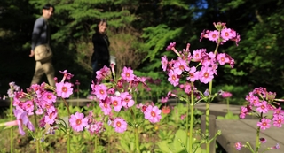 かれんな花を咲かせたクリンソウ＝１９日午後、神戸市灘区六甲山町、六甲高山植物園（撮影・吉田敦史）