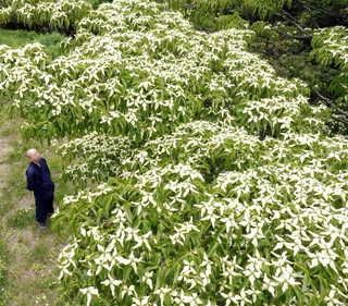 白く色づいたヤマボウシ＝神戸市灘区摩耶山町、摩耶山天上寺　