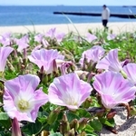 海風に揺られるハマヒルガオ＝神戸市須磨区一ノ谷町５